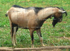 American Alpine Goat Fireman