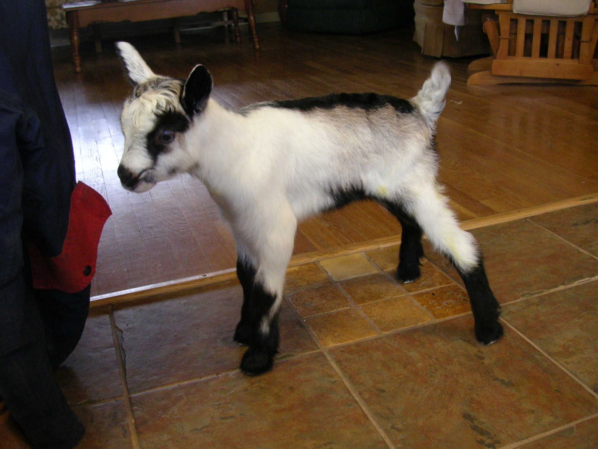 American Alpine Goat Dixie Does Helena