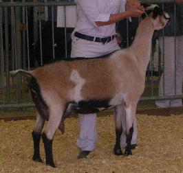 American Alpine Goat Dixie Does Helena in the ring at the Georgia State Fair