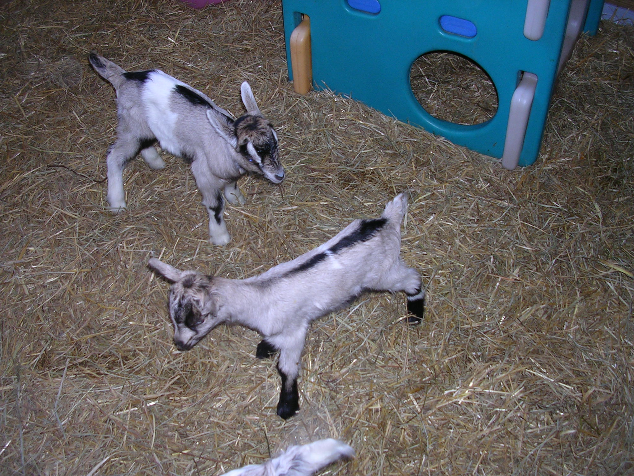 American Alpine Goat Dixie-Does Fireman Jabine
