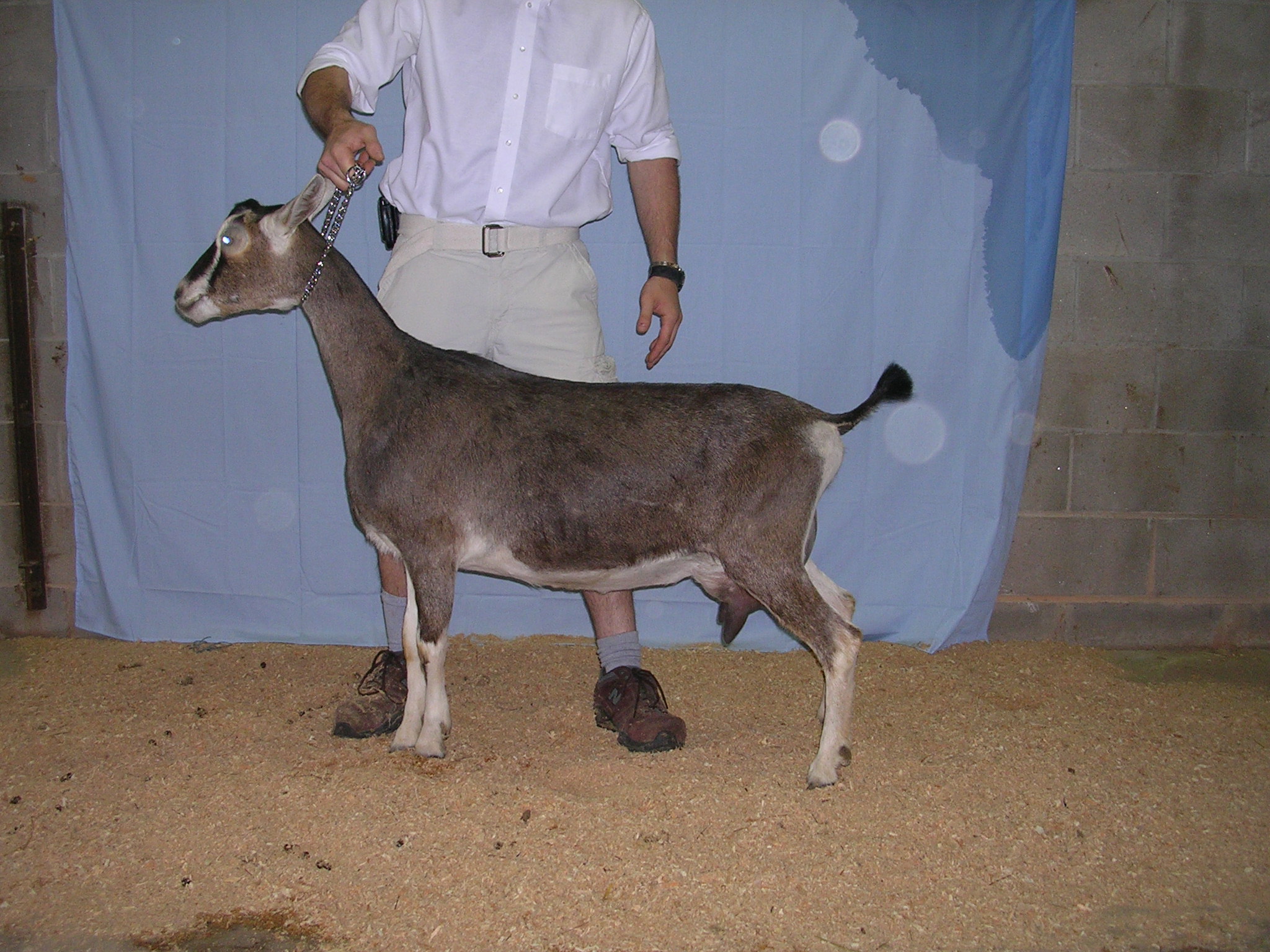 American Alpine Goat Dixie-Does Memory