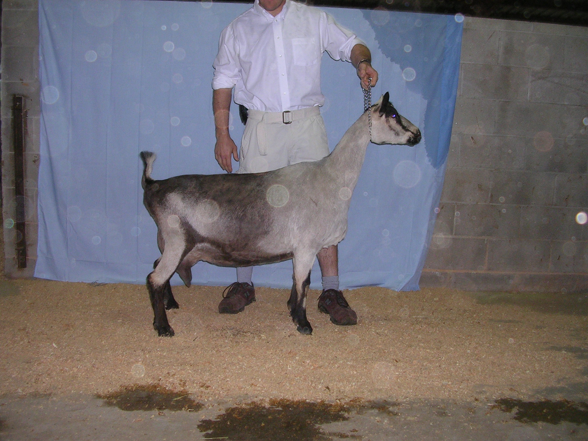 American Alpine Goat Dixie-Does Primadonna