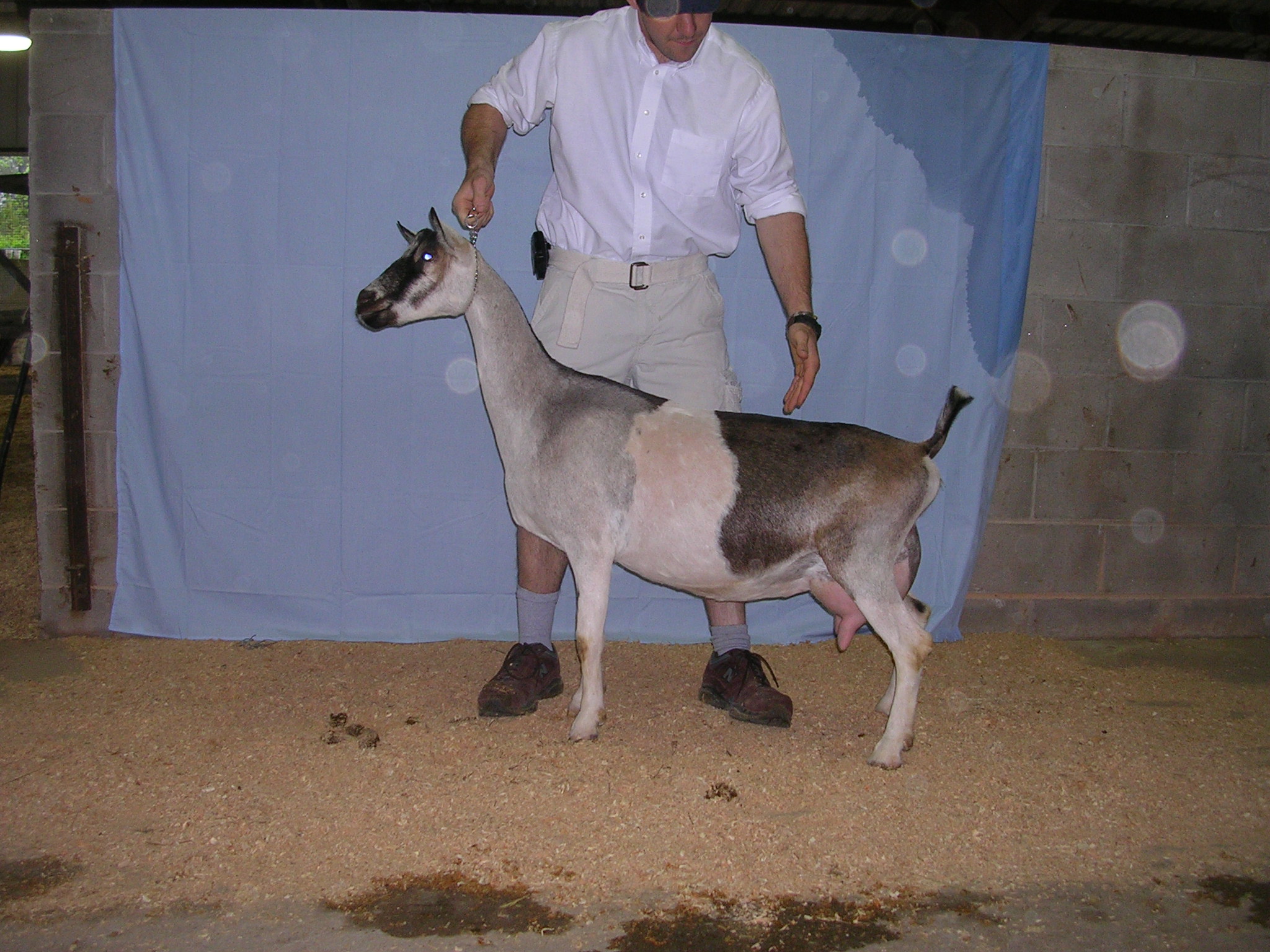 American Alpine Goat Dixie-Does Antonia