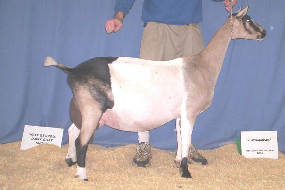 American Alpine Goat Dixie-Does Abbey