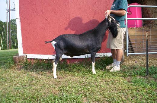 American Alpine Goat Dixie-Does NAME