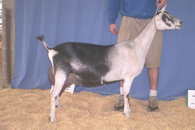 Antoinette, 4-08