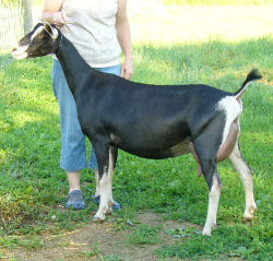 American Alpine Goat PJ-Baileys' Sulten Aphrodite