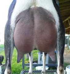 American Alpine Goat PJ-Baileys' Sulten Aphrodite udder