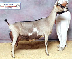 American Alpine Goat Freely Imagined