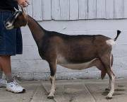 American Alpine Goat Dixie-Does Gabriela
