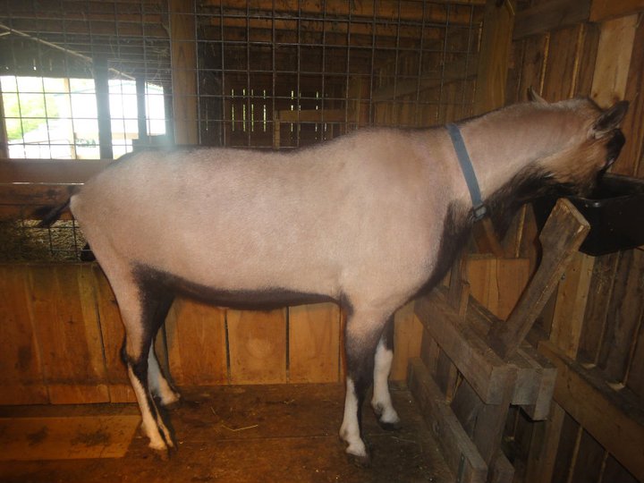 American Alpine Goat Handel