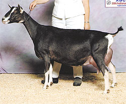 American Alpine Goat Jambalya