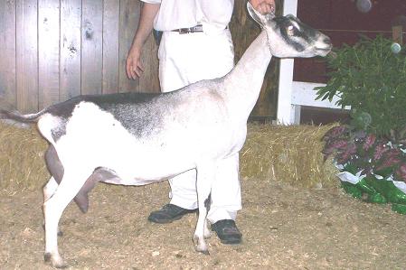 American Alpine Goat Dixie-Does Maire