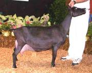 American Alpine Goat Dixie-Does Monalisa