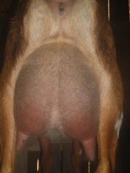  Starling's Udder