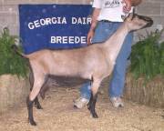 American Alpine Goat Dixie-Does Eva