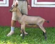 American Alpine Goat Dixie-Does Caspian