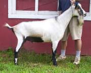 American Alpine Goat Dixie-Does Socrates
