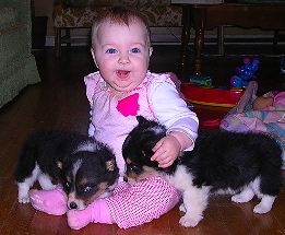Laura with tricolor corgis