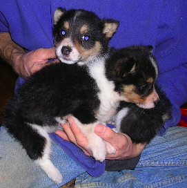 Tri-color corgis in lap