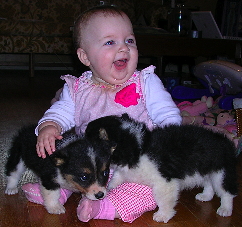 Laura with tricolor corgis climbing into lap